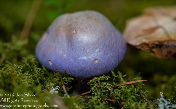 Lavendar Mushroom Macro Close-up. Tamron 90mm Macro lens.