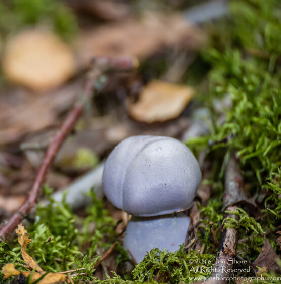 Lavendar Mushroom Macro Close-up. Tamron 90mm Macro lens.
