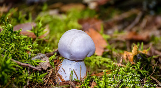 Lavendar Mushroom Macro Close-up. Tamron 90mm Macro lens.