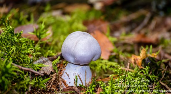 Lavendar Mushroom Macro Close-up. Tamron 90mm Macro lens.