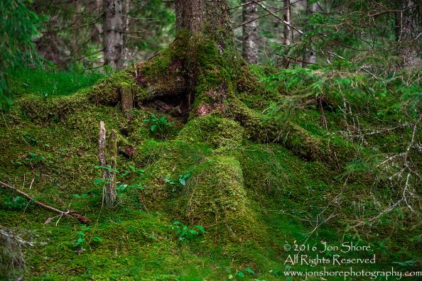 Green Moss on Tree Roots - Latvia Tamron 70mm Lens