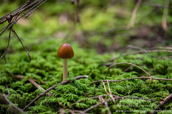 Wild Mushroom - Latgale, Latvia. Tamron 90mm Macro lens