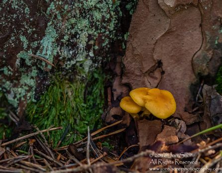 Wild Mushroom - Latgale, Latvia. Tamron 90mm Macro lens