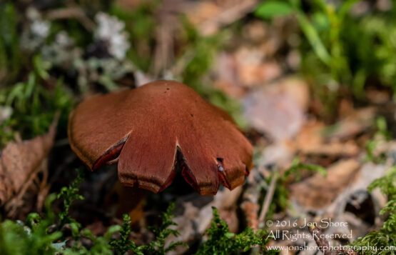 Wild Mushroom - Latgale, Latvia. Tamron 90mm Macro lens