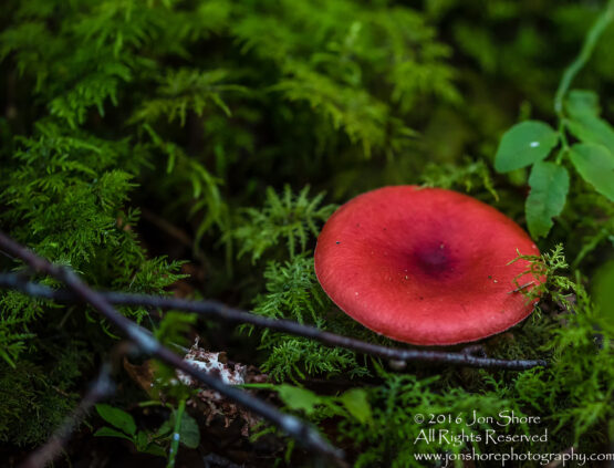 Wild Mushroom Close-up - Latgale, Latvia. Tamron 90mm Macro lens