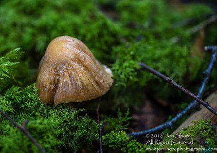Wild Mushroom Close-up - Latgale, Latvia. Tamron 90mm Macro lens