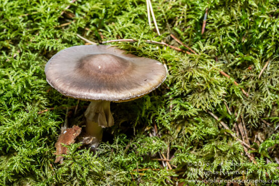 Wild Mushroom Close-up - Latgale, Latvia. Tamron 90mm Macro lens