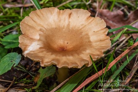 Wild Mushroom Close-up - Latgale, Latvia. Tamron 90mm Macro lens