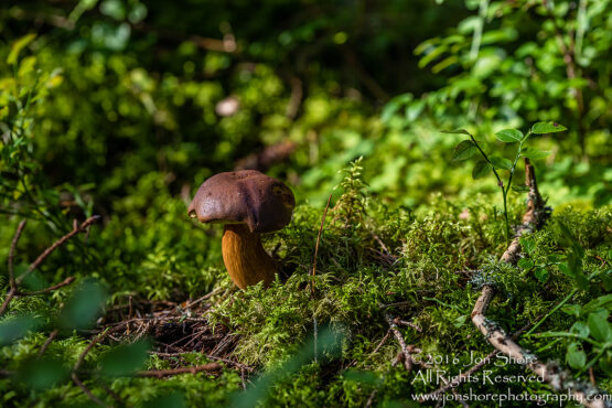 Wild Mushroom - Latgale, Latvia. Tamron 90mm Macro lens