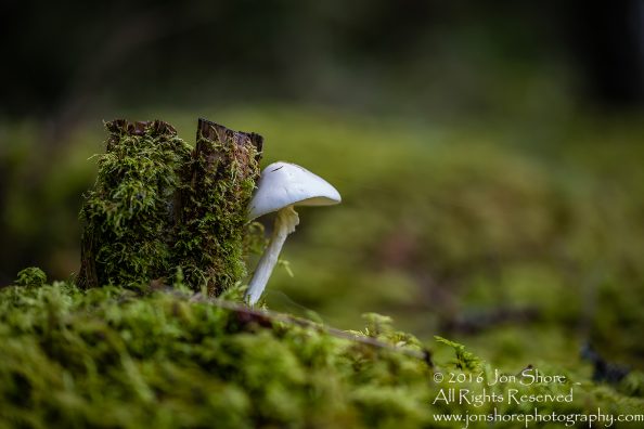 Wild Mushroom - Latgale, Latvia. Tamron 90mm Macro lens