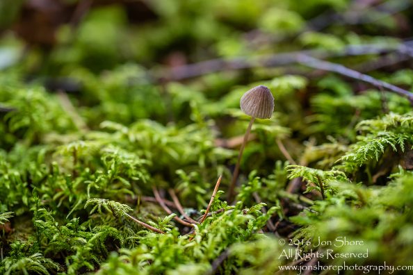 Wild Mushroom - Latgale, Latvia. Tamron 90mm Macro lens