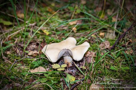 Mushroom Macro Closeup - Tamron 90mm Macro Lens