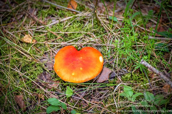 Mushroom Macro Closeup - Tamron 90mm Macro Lens
