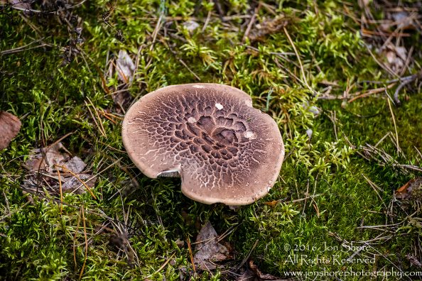 Mushroom Macro Closeup - Tamron 90mm Macro Lens