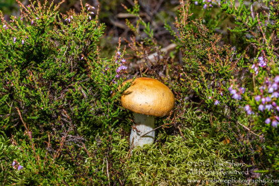 Wild Mushroom Close-up - Roja, Latvia. Tamron 90mm Macro lens