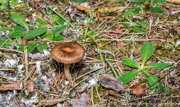 Wild Mushroom Close-up - Roja, Latvia. Tamron 90mm Macro lens