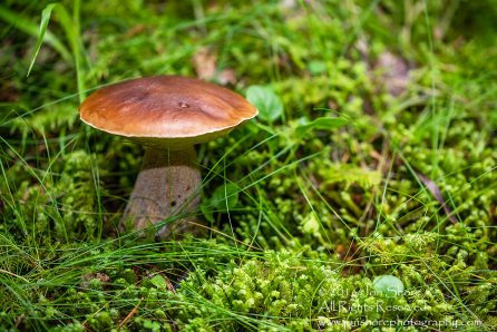 Wild Mushroom Close-up - Roja, Latvia. Tamron 90mm Macro lens