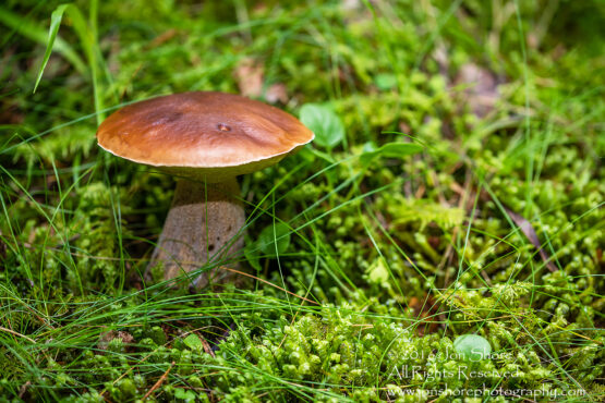 Wild Mushroom Close-up - Roja, Latvia. Tamron 90mm Macro lens