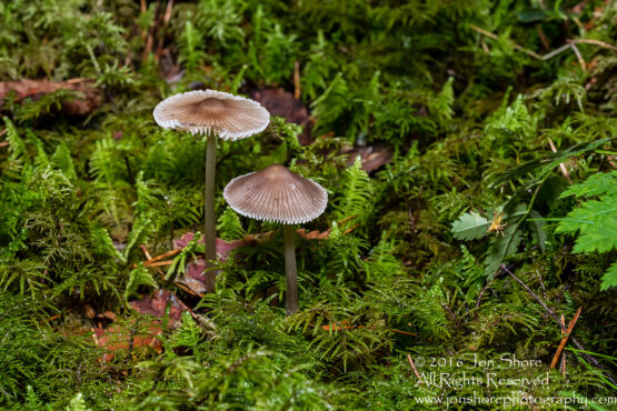 Wild Mushroom Close-up - Roja, Latvia. Tamron 90mm Macro lens