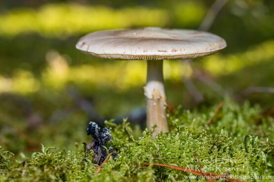 Mushroom Macro Closeup - Tamron 90mm Macro Lens