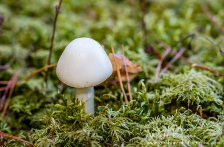 Mushroom Macro Closeup - Tamron 90mm Macro Lens
