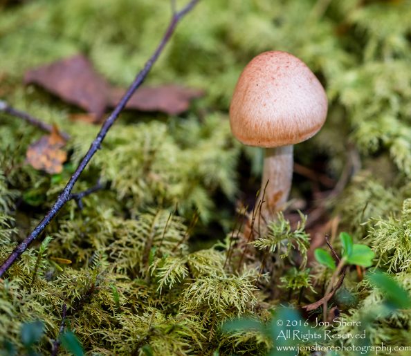 Mushroom Macro Closeup - Tamron 90mm Macro Lens