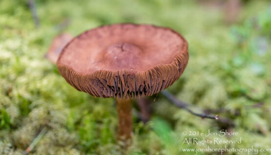 Mushroom Macro Closeup - Tamron 90mm Macro Lens