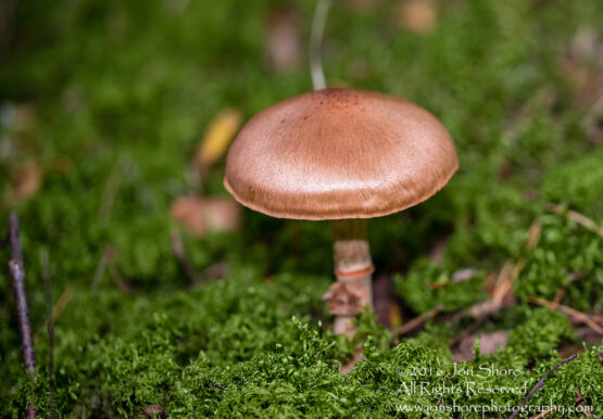 Mushroom Macro Closeup - Tamron 90mm Macro Lens