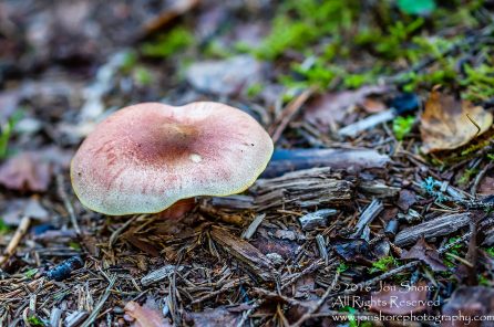Mushroom Macro Closeup - Tamron 90mm Macro Lens