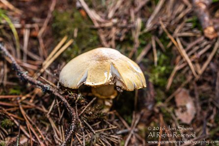 Wild Mushroom Close-up - Latgale, Latvia. Tamron 90mm Macro lens