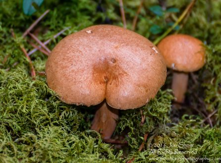 Mushroom Macro Closeup - Tamron 90mm Macro Lens
