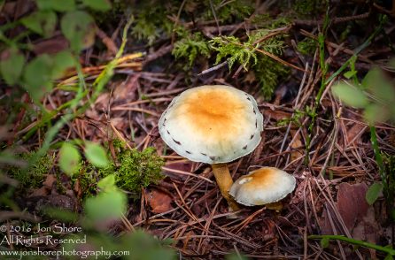Mushroom Macro Closeup - Tamron 90mm Macro Lens