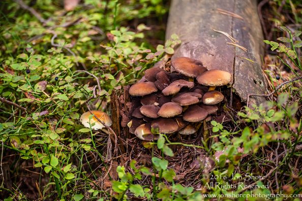 Mushroom Macro Closeup - Tamron 90mm Macro Lens