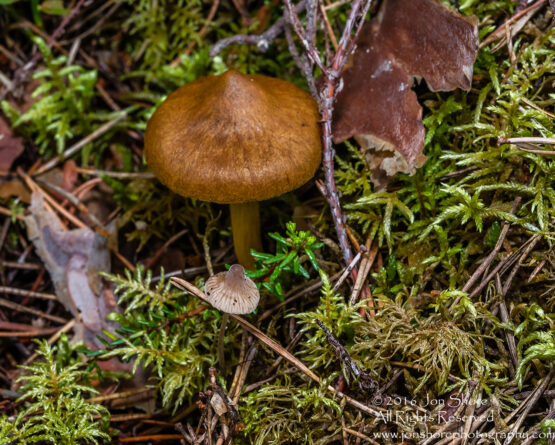 Wild Mushroom Close-up - Roja, Latvia. Tamron 90mm Macro lens