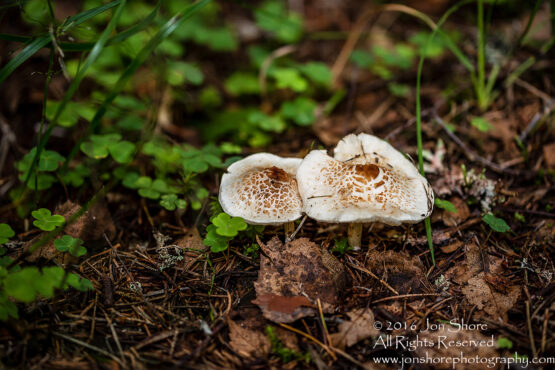 Wild Mushroom Close-up - Roja, Latvia. Tamron 90mm Macro lens