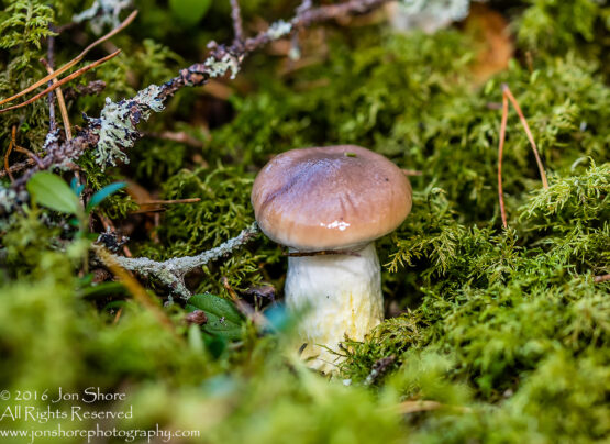 Mushroom Macro Closeup - Tamron 90mm Macro Lens