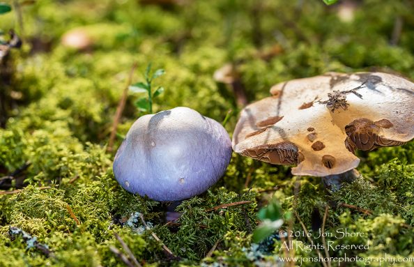 Lavendar Mushroom Macro Close-up. Tamron 90mm Macro lens.