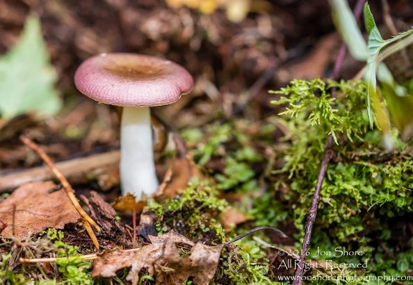 Mushroom Macro Closeup - Tamron 90mm Macro Lens