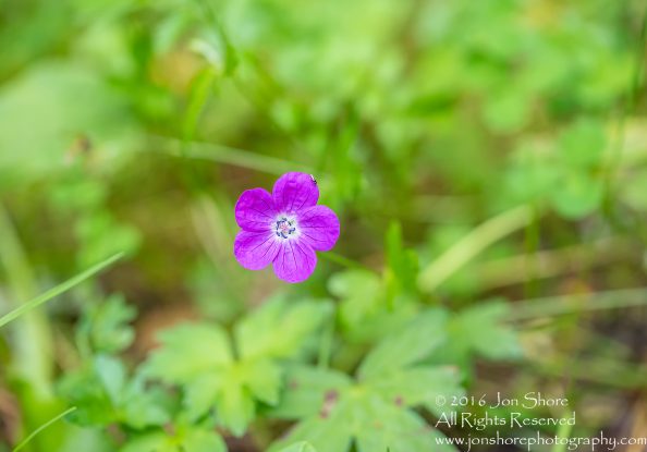 Purple Flower Close-up - Latgale, Latvia Tamron 200mm Lens