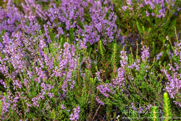 Purple Flowers on the Forest Floor - Latvia Tamron 90mm Macro Lens