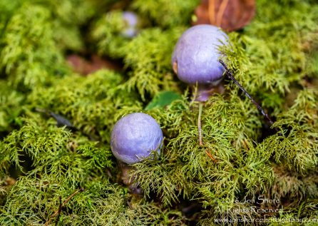 Lavendar Mushroom Macro Close-up. Tamron 90mm Macro lens.