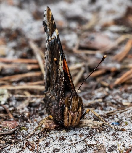 Red Admiral Butterfly Macro Close-up - Summer - Latvia Tamron 90mm Macro Lens