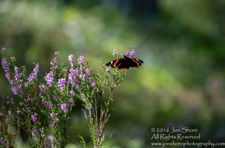 Red Admiral Butterfly - Summer - Latvia Tamron 90mm Macro Lens
