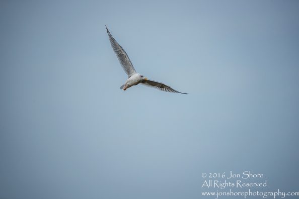 Seagull - Kolka, Latvia Tamron 600mm Lens
