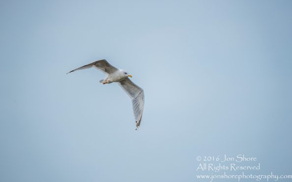 Seagull - Kolka, Latvia Tamron 600mm Lens
