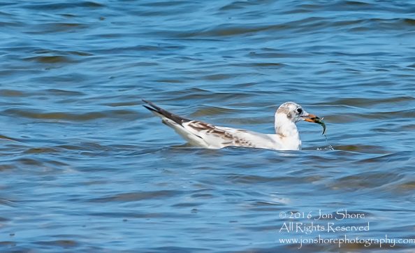 Seagull with a Fish - Ragaciems Beach, Latvia. Tamron 300mm lens.