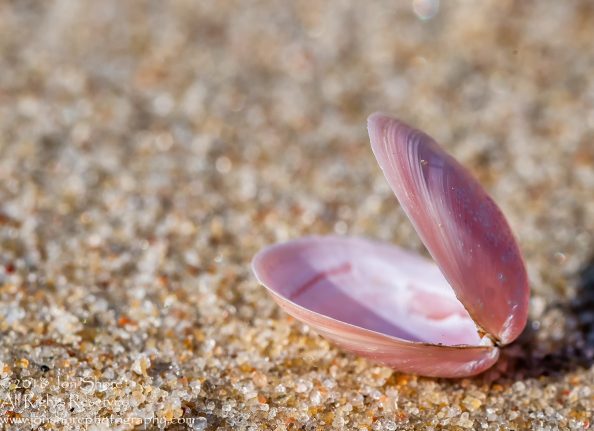 Pink Seashell Macro Close-up. Ragaciems Beach, Latvia. Tamron 90mm macro lens.