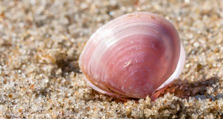 Pink Seashell Macro Close-up. Ragaciems Beach, Latvia. Tamron 90mm macro lens.
