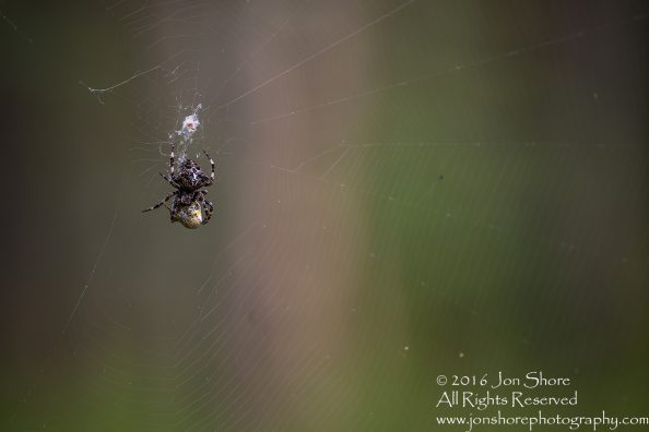 Spider Close-up - Latvia Tamron 90mm Macro Lens