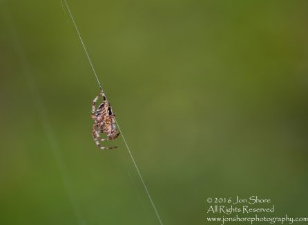 Spider Close-up - Latvia Tamron 90mm Macro Lens